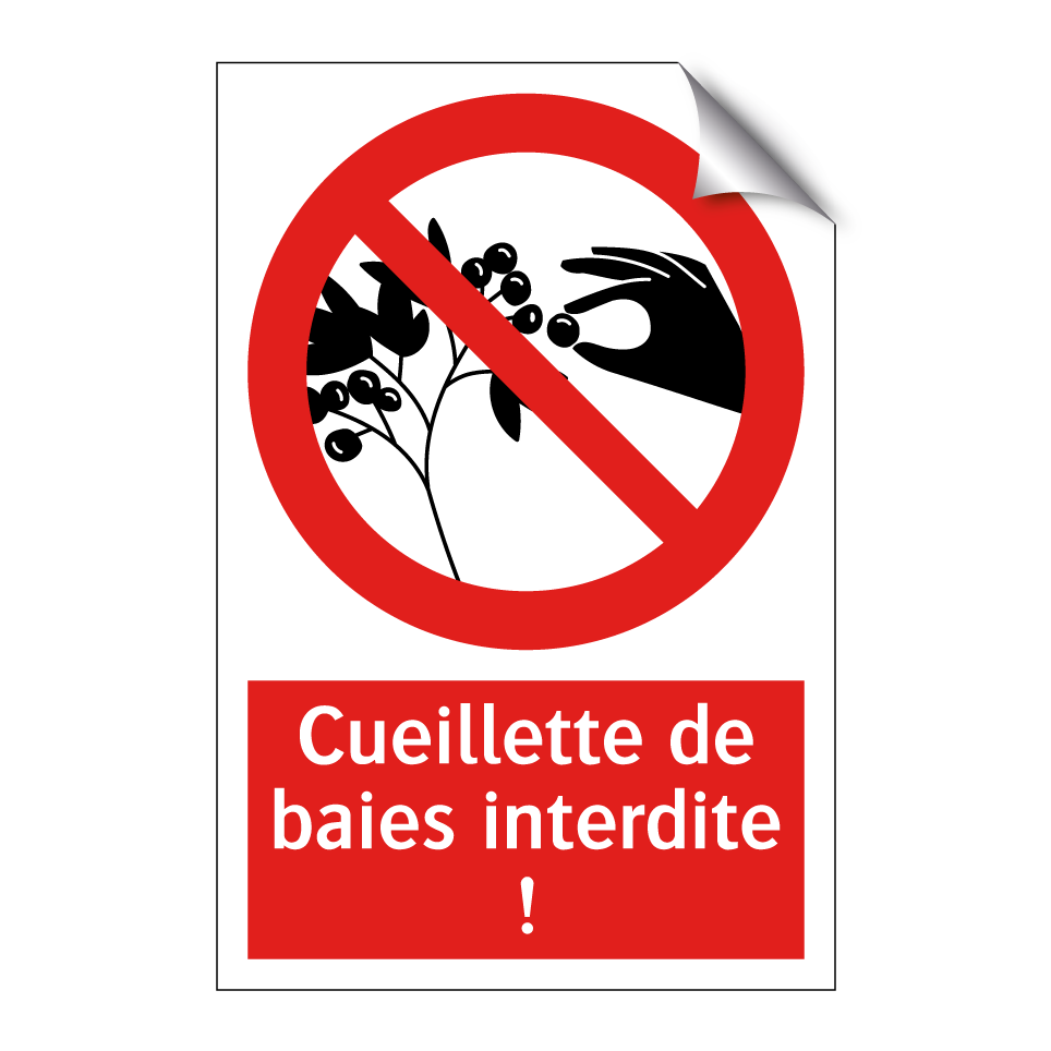 Cueillette de baies interdite !