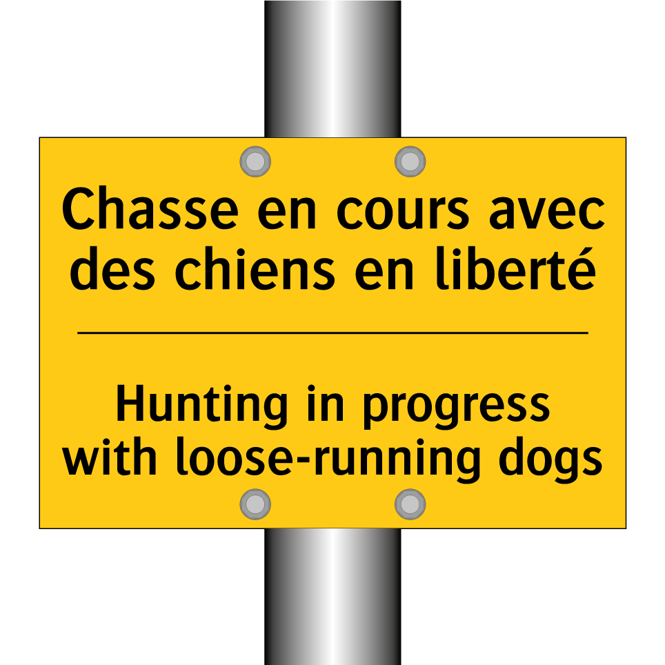 Chasse en cours avec des chiens /.../ - Hunting in progress with loose-running /.../