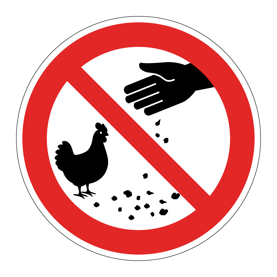 Ne pas nourrir les poules