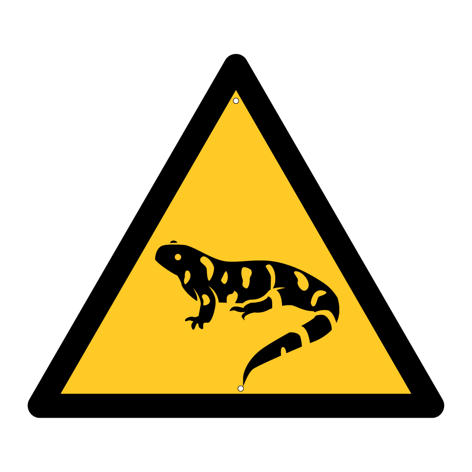 Salamandre d'avertissement