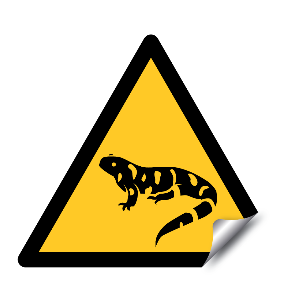 Salamandre d'avertissement
