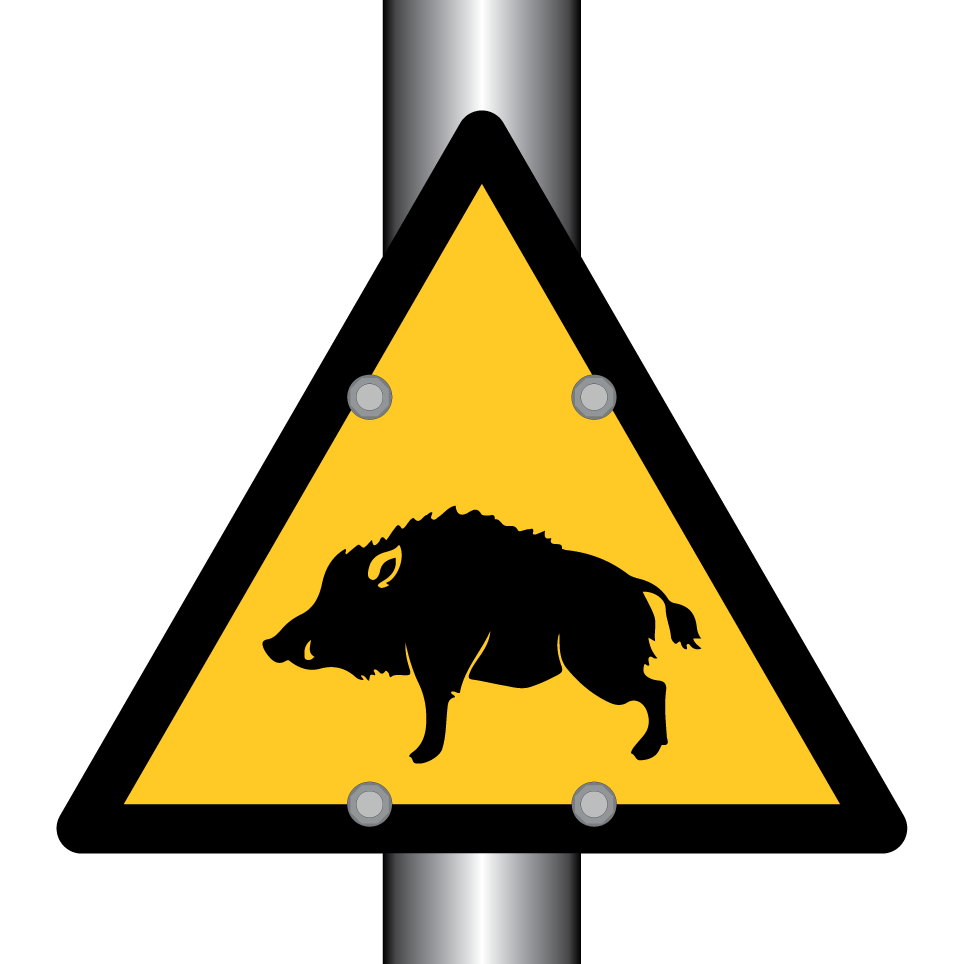 Attention sanglier