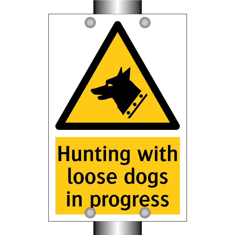 Hunting with loose dogs in progress