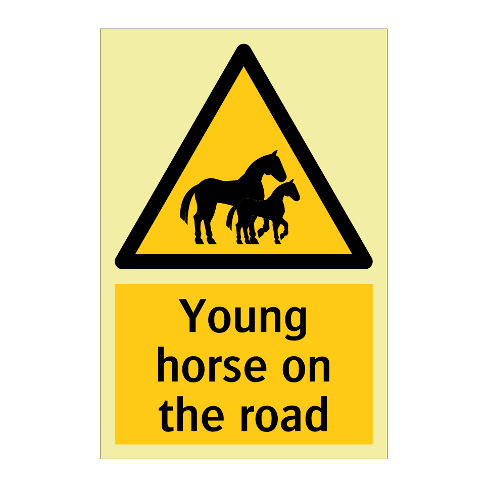 Young horse on the road