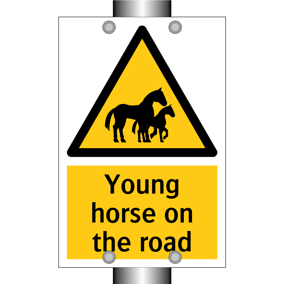 Young horse on the road