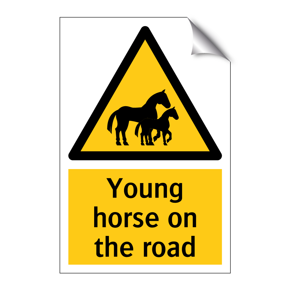 Young horse on the road