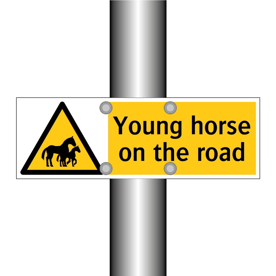 Young horse on the road