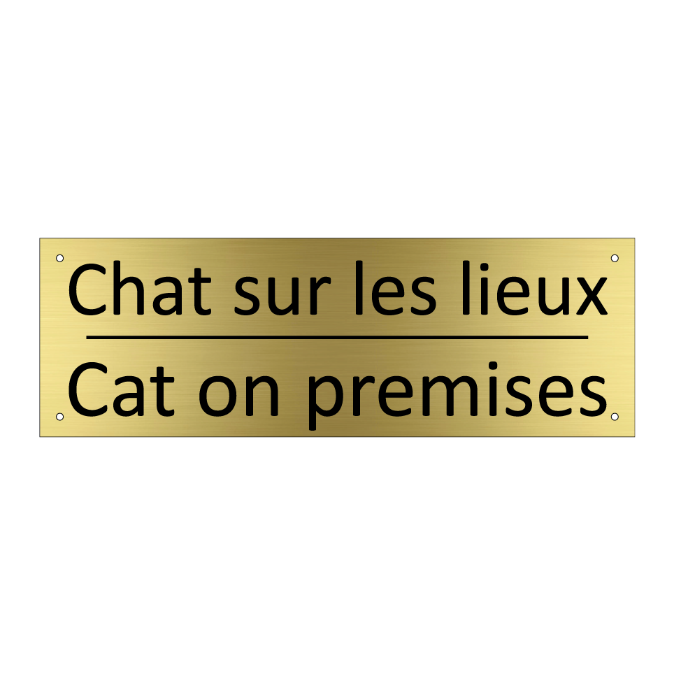 Chat sur les lieux - Cat on premises