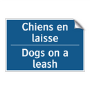 Chiens en laisse - Dogs on a leash