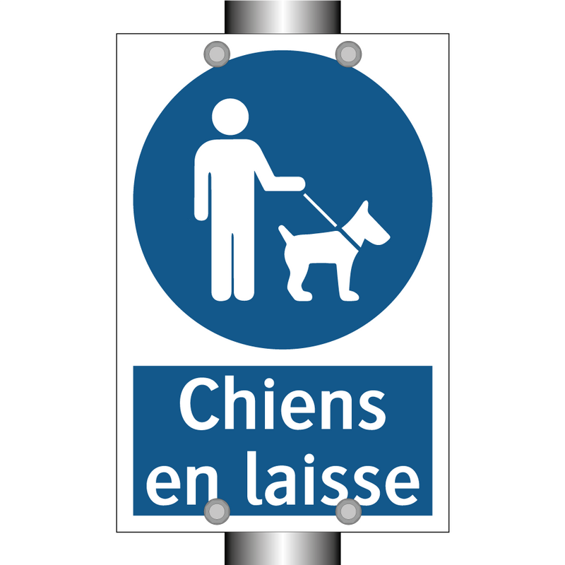 Chiens en laisse