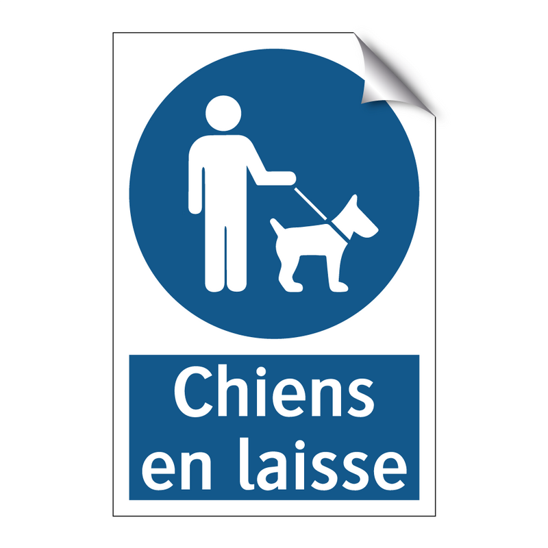 Chiens en laisse
