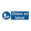 Chiens en laisse