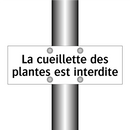 La cueillette des plantes est interdite
