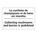 La cueillette de champignons et  /.../ - Collecting mushrooms and berries  /.../