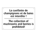 La cueillette de champignons et  /.../ - The collection of mushrooms and  /.../