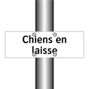 Chiens en laisse