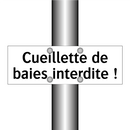 Cueillette de baies interdite !