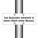 Les buissons meurent si votre chien urine dessus.