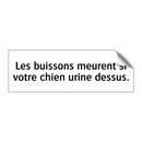 Les buissons meurent si votre chien urine dessus.