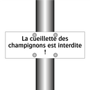 La cueillette des champignons est interdite !
