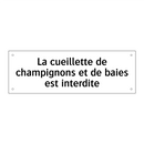 La cueillette de champignons et de baies est interdite