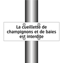 La cueillette de champignons et de baies est interdite
