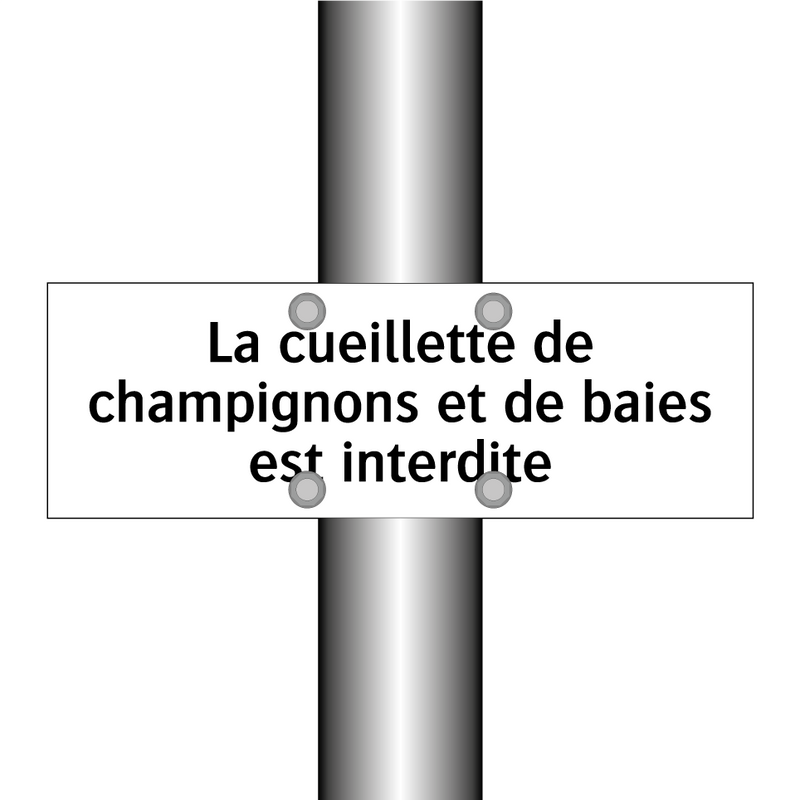 La cueillette de champignons et de baies est interdite