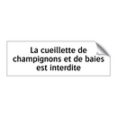La cueillette de champignons et de baies est interdite