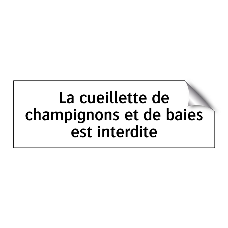 La cueillette de champignons et de baies est interdite
