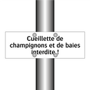 Cueillette de champignons et de baies interdite !