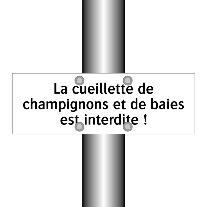 La cueillette de champignons et de baies est interdite !