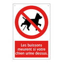 Les buissons meurent si votre chien urine dessus.