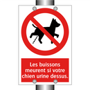 Les buissons meurent si votre chien urine dessus.