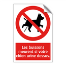 Les buissons meurent si votre chien urine dessus.