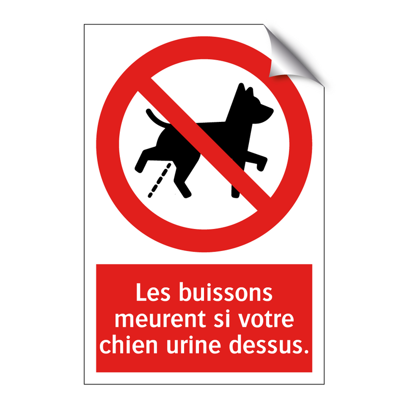 Les buissons meurent si votre chien urine dessus.