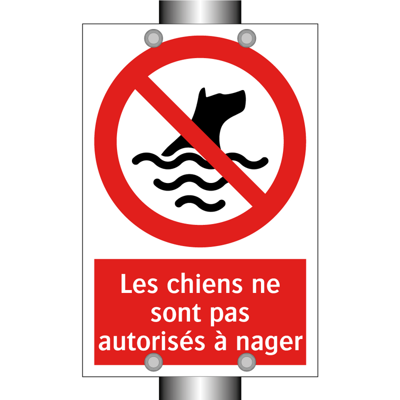 Les chiens ne sont pas autorisés à nager