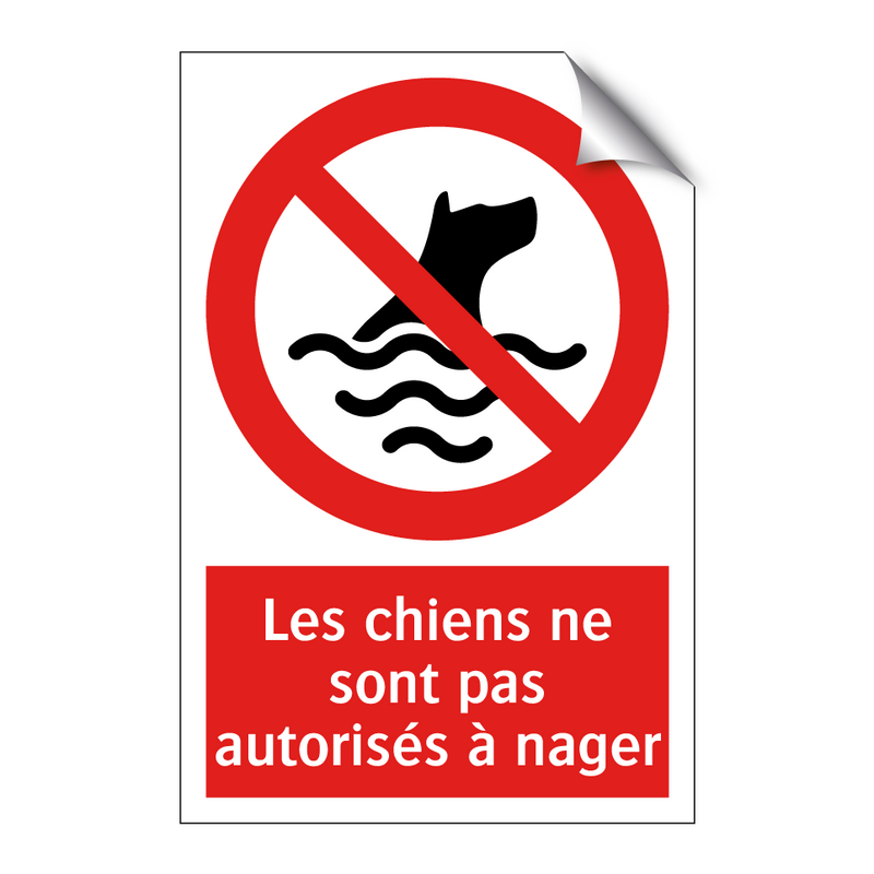 Les chiens ne sont pas autorisés à nager