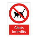 Chats interdits