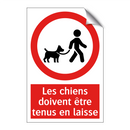 Les chiens doivent être tenus en laisse