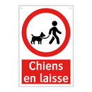 Chiens en laisse