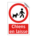 Chiens en laisse