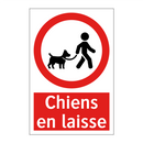 Chiens en laisse