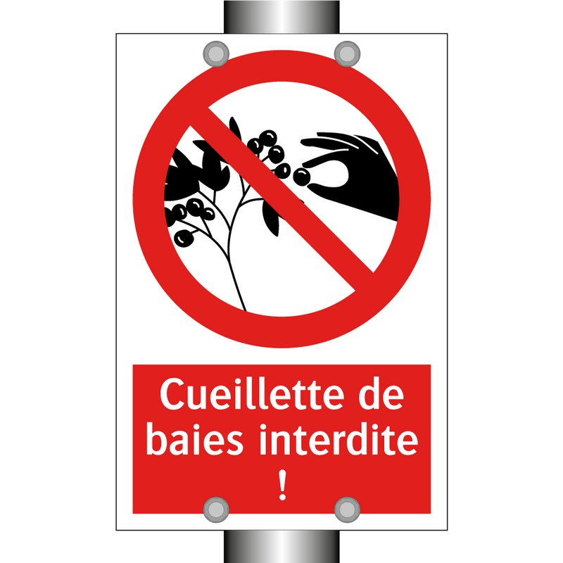 Cueillette de baies interdite !