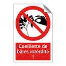 Cueillette de baies interdite !