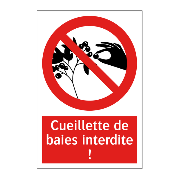 Cueillette de baies interdite !