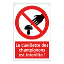 La cueillette des champignons est interdite !