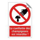 La cueillette des champignons est interdite !