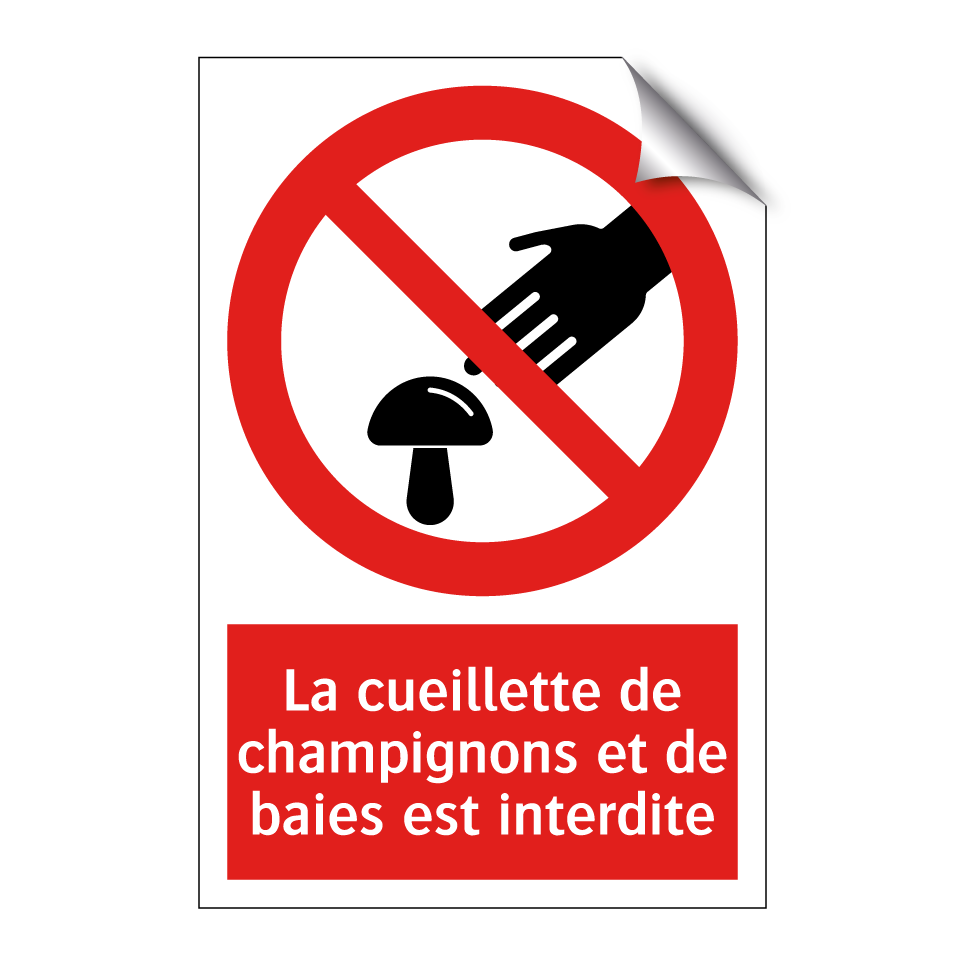 La cueillette de champignons et de baies est interdite