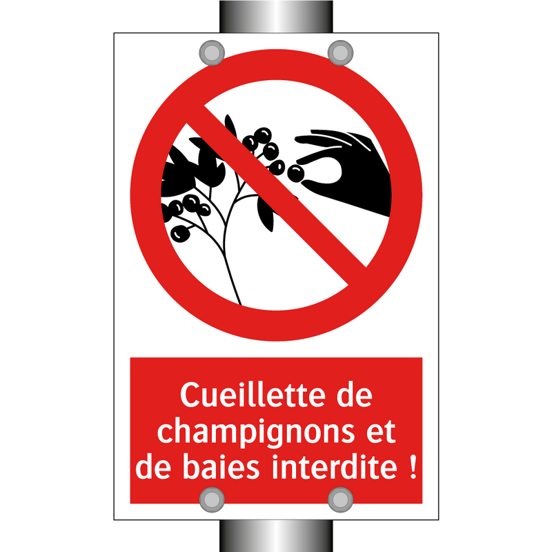 Cueillette de champignons et de baies interdite !