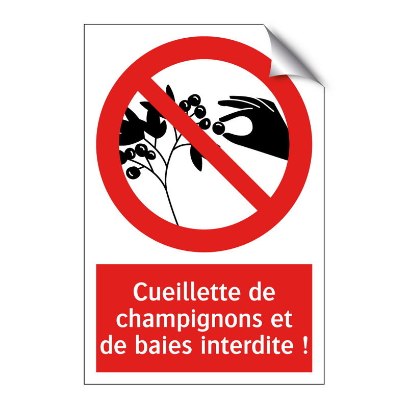 Cueillette de champignons et de baies interdite !